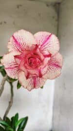 Planta Dobrada 2901 – 45cm – 03 anos