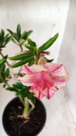 Planta Dobrada 2901 – 45cm – 03 anos - Imagem 4