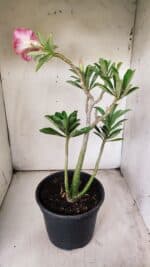 Planta Dobrada 2901 – 45cm – 03 anos - Imagem 7