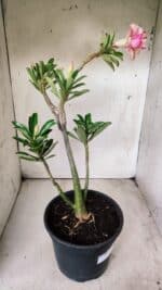 Planta Dobrada 2901 – 45cm – 03 anos - Imagem 6