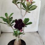 Planta Dobrada 2902 – 40cm – 03 anos