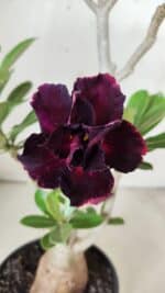 Planta Dobrada 2902 – 40cm – 03 anos - Imagem 3