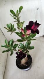 Planta Dobrada 2902 – 40cm – 03 anos - Imagem 4