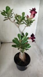 Planta Dobrada 2902 – 40cm – 03 anos - Imagem 7