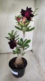 Planta Dobrada 2902 – 40cm – 03 anos - Imagem 5