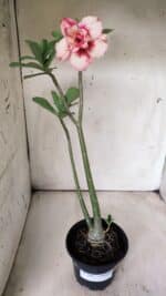 Planta Dobrada 2903 – 35cm – 03 anos - Imagem 2