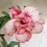 Planta Dobrada 2903 – 35cm – 03 anos