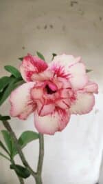 Planta Dobrada 2903 – 35cm – 03 anos