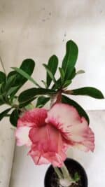 Planta Dobrada 2903 – 35cm – 03 anos - Imagem 4