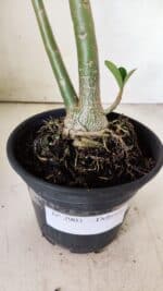 Planta Dobrada 2903 – 35cm – 03 anos - Imagem 7