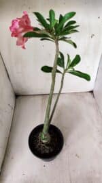 Planta Dobrada 2903 – 35cm – 03 anos - Imagem 6