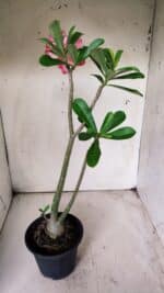 Planta Dobrada 2903 – 35cm – 03 anos - Imagem 5