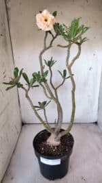 Planta Dobrada 2904 – 55cm – 05 anos - Imagem 2