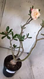 Planta Dobrada 2904 – 55cm – 05 anos - Imagem 8