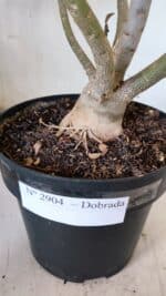 Planta Dobrada 2904 – 55cm – 05 anos - Imagem 7