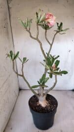 Planta Dobrada 2904 – 55cm – 05 anos - Imagem 6