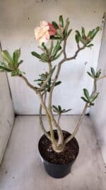 Planta Dobrada 2904 – 55cm – 05 anos - Imagem 5