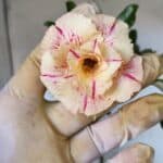 Planta Dobrada 2904 – 55cm – 05 anos