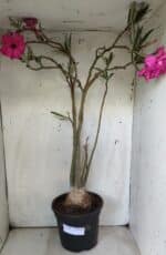 Planta Dobrada 2905 – 65cm – 05 anos - Imagem 2