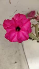 Planta Dobrada 2905 – 65cm – 05 anos - Imagem 5