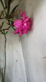 Planta Dobrada 2905 – 65cm – 05 anos - Imagem 4