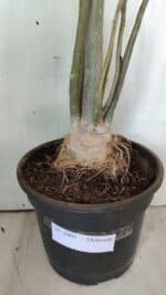 Planta Dobrada 2905 – 65cm – 05 anos - Imagem 9