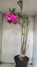 Planta Dobrada 2905 – 65cm – 05 anos - Imagem 6