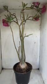 Planta Dobrada 2905 – 65cm – 05 anos - Imagem 8