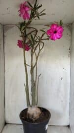 Planta Dobrada 2905 – 65cm – 05 anos - Imagem 7