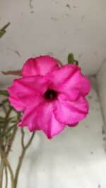 Planta Dobrada 2905 – 65cm – 05 anos