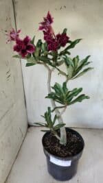 Planta Dobrada 2906 – 45cm – 03 anos - Imagem 2