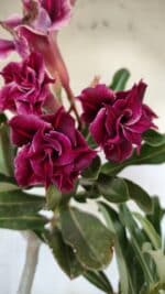 Planta Dobrada 2906 – 45cm – 03 anos