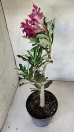 Planta Dobrada 2906 – 45cm – 03 anos - Imagem 8