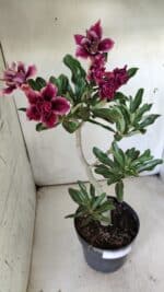 Planta Dobrada 2906 – 45cm – 03 anos - Imagem 5