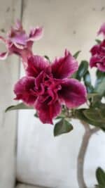 Planta Dobrada 2906 – 45cm – 03 anos - Imagem 4