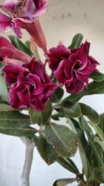 Planta Dobrada 2906 – 45cm – 03 anos - Imagem 6