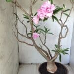 Planta Dobrada 2907 – 45cm – 05 anos