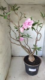 Planta Dobrada 2907 – 45cm – 05 anos