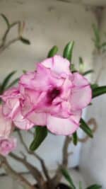 Planta Dobrada 2907 – 45cm – 05 anos - Imagem 3