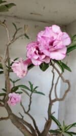 Planta Dobrada 2907 – 45cm – 05 anos - Imagem 5