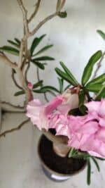 Planta Dobrada 2907 – 45cm – 05 anos - Imagem 4