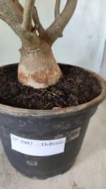 Planta Dobrada 2907 – 45cm – 05 anos - Imagem 9