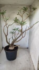 Planta Dobrada 2907 – 45cm – 05 anos - Imagem 7