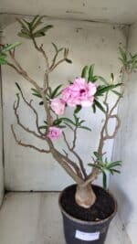 Planta Dobrada 2907 – 45cm – 05 anos - Imagem 6