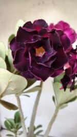 Planta Dobrada 2908 – 40cm – 03 anos