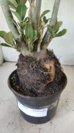 Planta Dobrada 2908 – 40cm – 03 anos - Imagem 7