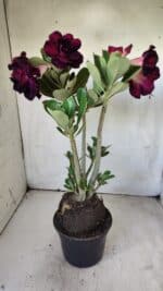 Planta Dobrada 2908 – 40cm – 03 anos - Imagem 6