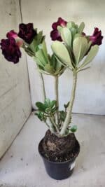 Planta Dobrada 2908 – 40cm – 03 anos - Imagem 5