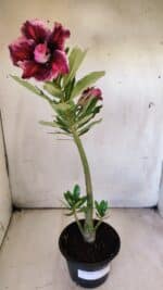 Planta Dobrada 2911 – 30cm – 02 anos - Imagem 2