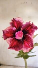 Planta Dobrada 2911 – 30cm – 02 anos